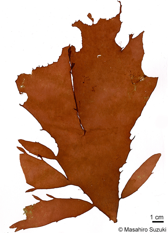 ヒロハミリン Solieria latifolia